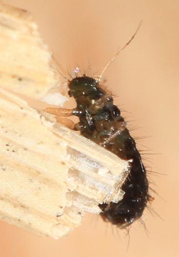 Caricosipha paniculatae